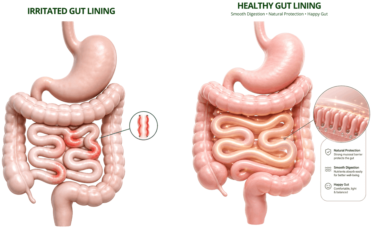 Fiber supports the gut in two important ways.