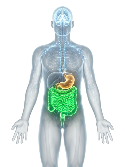 Human Anatomy Gut-Body Connection